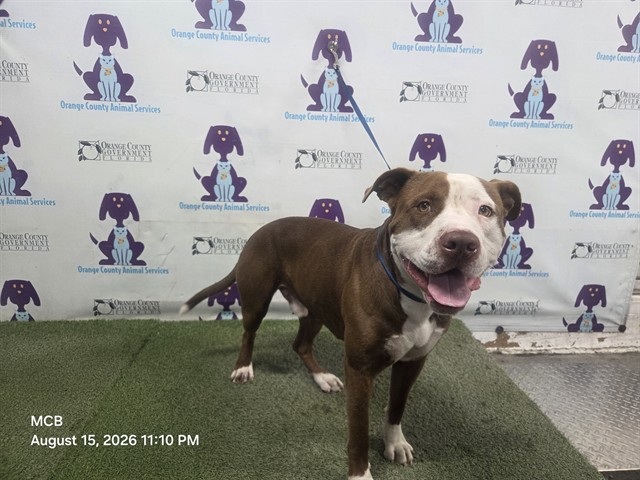 Shelter Stray Male Dog last seen , 2769 Conroy Rd, Orlando, FL 32839, USA