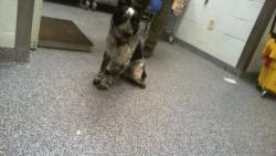 Shelter Stray Male Dog last seen CHARLOTTE, 8315 Byrum Dr, Charlotte, NC 28217, USA