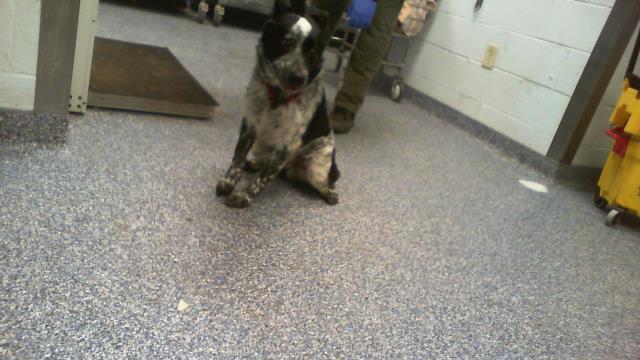 Shelter Stray Male Dog last seen CHARLOTTE, 8315 Byrum Dr, Charlotte, NC 28217, USA