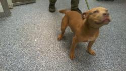 Shelter Stray Male Dog last seen CHARLOTTE, 8315 Byrum Dr, Charlotte, NC 28217, USA