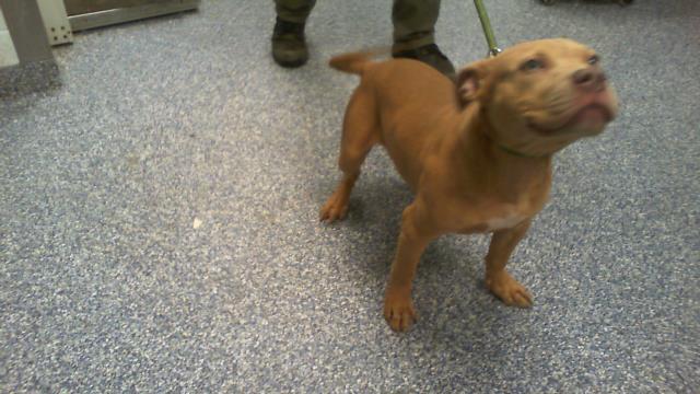 Shelter Stray Male Dog last seen CHARLOTTE, 8315 Byrum Dr, Charlotte, NC 28217, USA