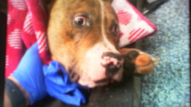 Shelter Stray Male Dog last seen CHARLOTTE, 8315 Byrum Dr, Charlotte, NC 28217, USA