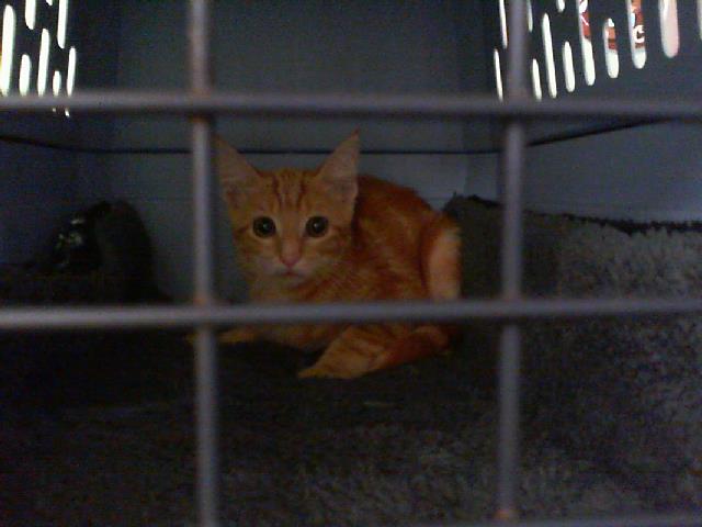 Shelter Stray Female Cat last seen CHARLOTTE, 8315 Byrum Dr, Charlotte, NC 28217, USA