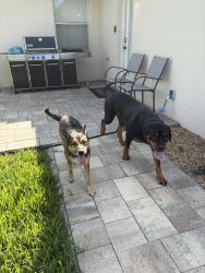 Reunited Female Dog last seen Near Lakeshore Dr, Mt Dora, FL 32757, USA, Mount Dora, FL 32757