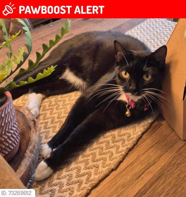 Lost Female Cat last seen Thomas Rochford, Turnford, England EN10 6BS