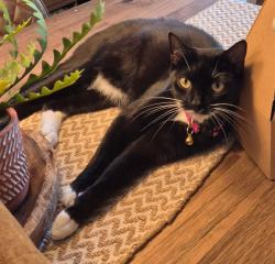 Lost Female Cat last seen Thomas Rochford, Turnford, England EN10 6BS
