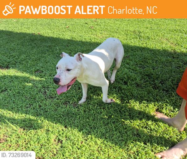 Found/Stray Male Dog last seen Landon/ Starwood dr, Charlotte, NC 28215