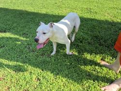 Found/Stray Male Dog last seen Landon/ Starwood dr, Charlotte, NC 28215