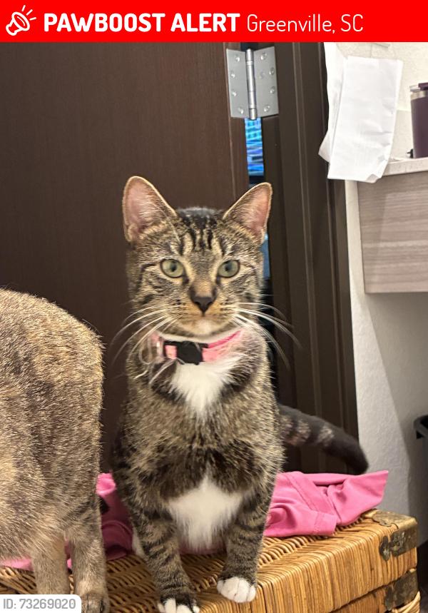 Lost Female Cat last seen Vgo , family dollar and cvs, Greenville, SC 29617