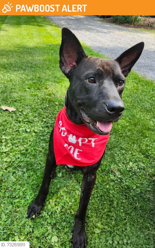 Found/Stray Male Dog last seen Chest Springs PA, Clearfield Township, PA 16613
