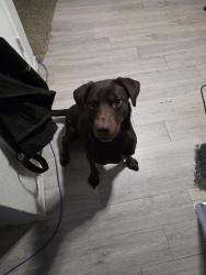 Reunited Male Dog last seen Collins and mayfield, Arlington, TX 76014
