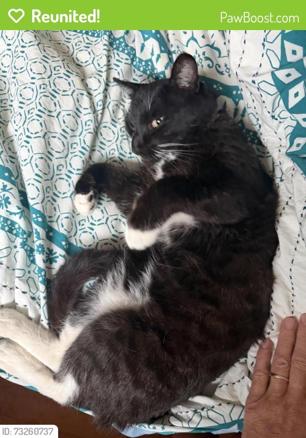 Reunited Male Cat last seen Paris near Lisbon, San Francisco, CA 94112