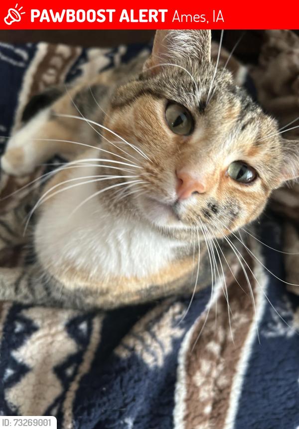 Lost Female Cat last seen Behind 600 Stonehaven Dr, Ames, IA 50010