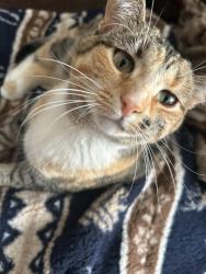 Lost Female Cat last seen Behind 600 Stonehaven Dr, Ames, IA 50010