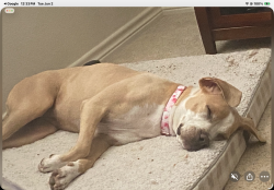 Reunited Female Dog last seen Keller Hicks, Tarrant County, TX 76244