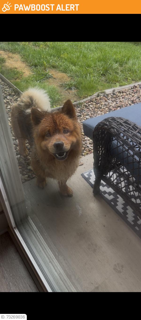 Found/Stray Male Dog last seen Adams street landing, Holland Township, MI 49423