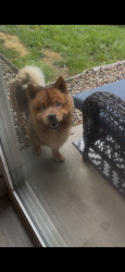 Found/Stray Male Dog last seen Adams street landing, Holland Township, MI 49423