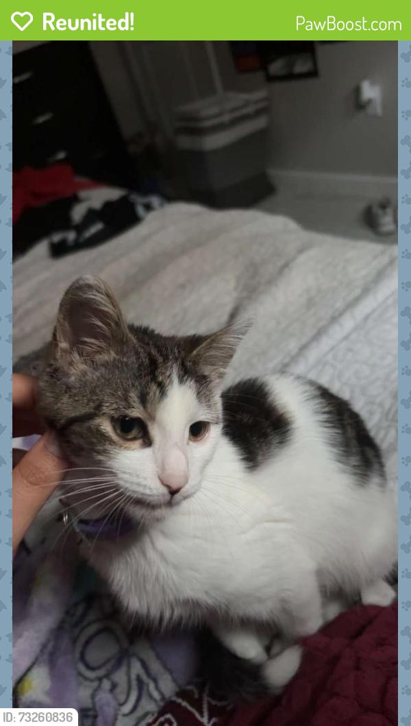 Reunited Female Cat last seen Morningside Dr, Dalton, GA 30721, USA, Dalton, GA 30721