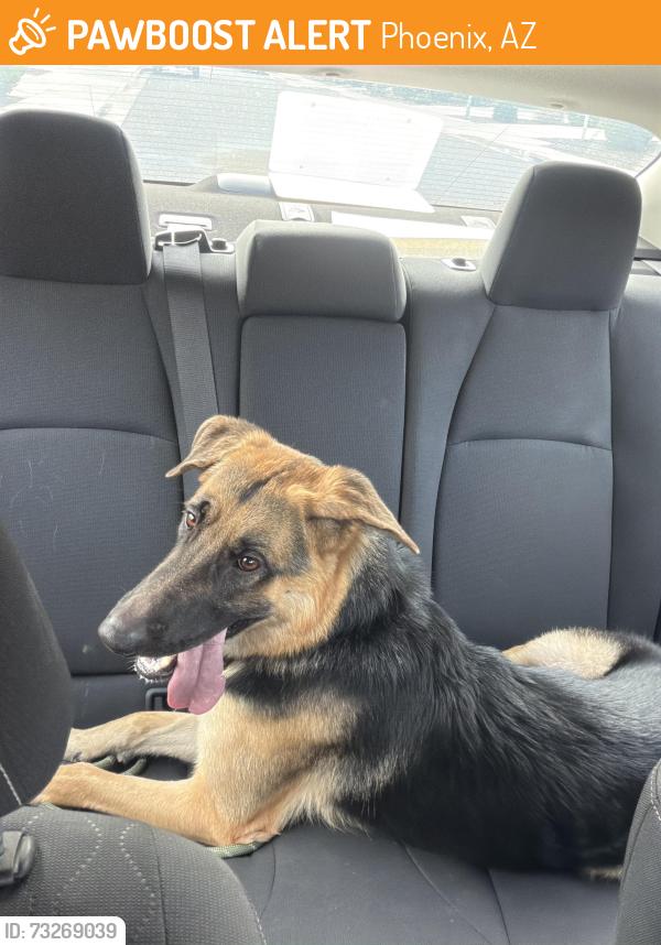 Found/Stray Male Dog last seen 107th lower buckeye, Phoenix, AZ 85353