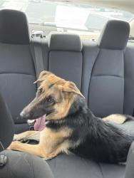 Found/Stray Male Dog last seen 107th lower buckeye, Phoenix, AZ 85353