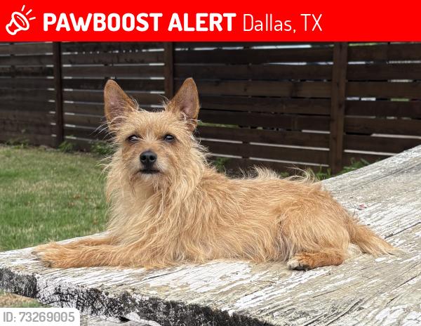 Lost Male Dog last seen Townsend Dr and Cromwell Dr by the Northaven trail, Dallas, TX 75229