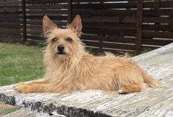 Lost Male Dog last seen Townsend Dr and Cromwell Dr by the Northaven trail, Dallas, TX 75229