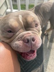 Found/Stray Male Dog last seen Coleman Place Elementary, Norfolk, VA 23513