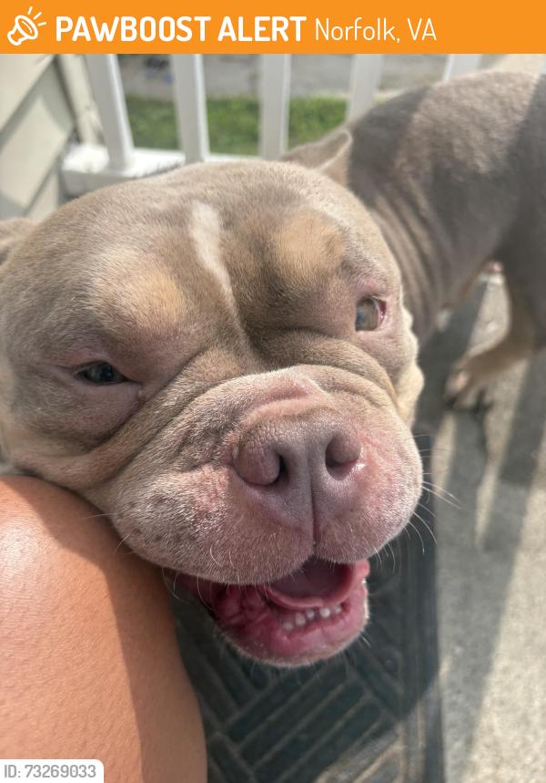 Found/Stray Male Dog last seen Coleman Place Elementary, Norfolk, VA 23513