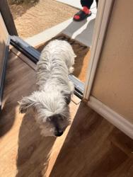 Found/Stray Unknown Dog last seen Grass flt Lane, Indio, CA 92203