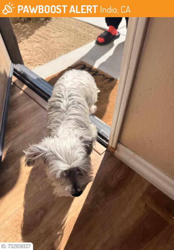 Found/Stray Unknown Dog last seen Grass flt Lane, Indio, CA 92203