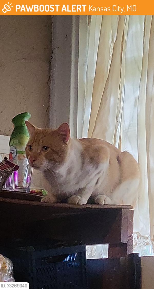 Found/Stray Male Cat last seen Park ave and prospect, Kansas City, MO 64130