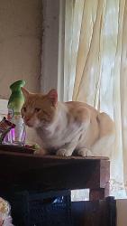 Found/Stray Male Cat last seen Park ave and prospect, Kansas City, MO 64130