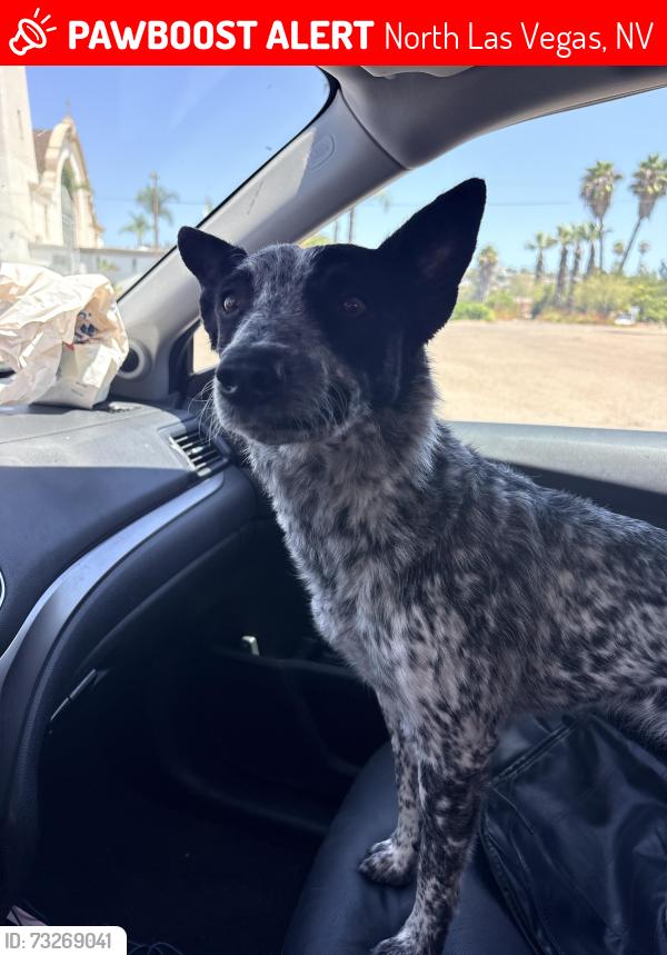 Lost Female Dog last seen Craig & Bruce, North Las Vegas, NV 89081