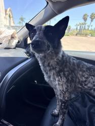 Lost Female Dog last seen Craig & Bruce, North Las Vegas, NV 89081