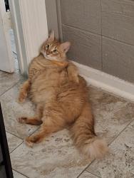 Reunited Male Cat last seen White settlement, Fort Worth, TX 76108