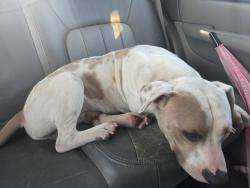 Found/Stray Male Dog last seen Dog park, Oklahoma City, OK 73110