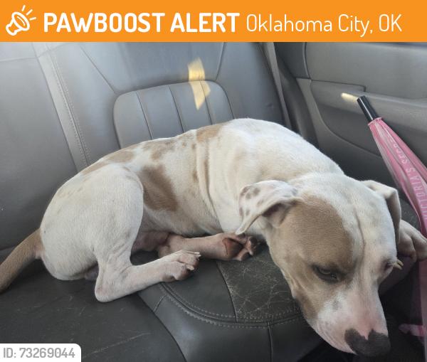 Found/Stray Male Dog last seen Dog park, Oklahoma City, OK 73110