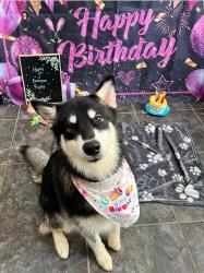 Reunited Female Dog last seen 81st St and w villard, Milwaukee, WI 53218
