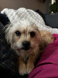 Lost Female Dog last seen He5 Asian bistro, Troy, OH 45373