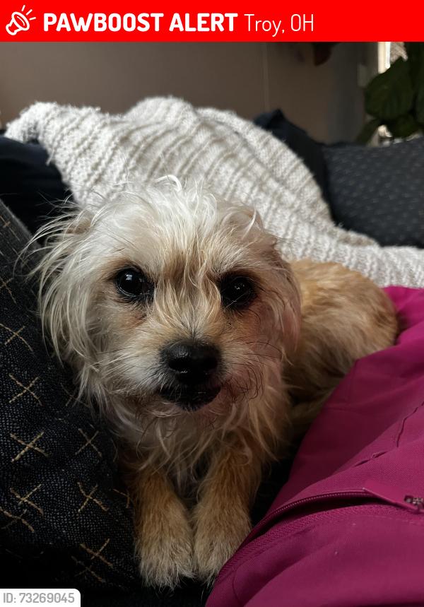 Lost Female Dog last seen He5 Asian bistro, Troy, OH 45373