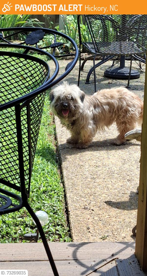 Found/Stray Male Dog last seen 19th Ave NE Hickory NC, Hickory, NC 28601