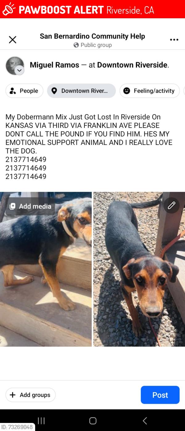 Lost Male Dog last seen 3rd Street, Riverside, CA 92507