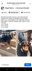 Lost Male Dog last seen 3rd Street, Riverside, CA 92507