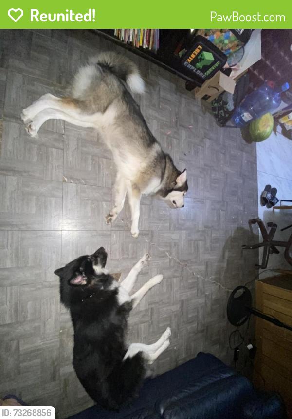 Reunited Male Dog last seen Hensley Terrace, Arlington, TX 76010