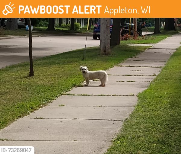Found/Stray Female Dog last seen E Harris St and Durkee, Appleton, WI 54911