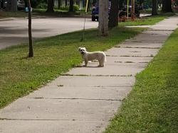 Found/Stray Female Dog last seen E Harris St and Durkee, Appleton, WI 54911