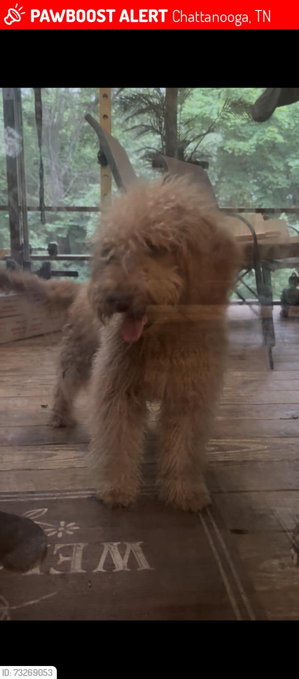 Lost Male Dog last seen Hillsdale Cirlcle, Chattanooga. TN, Chattanooga, TN 37416