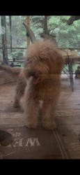 Lost Male Dog last seen Hillsdale Cirlcle, Chattanooga. TN, Chattanooga, TN 37416
