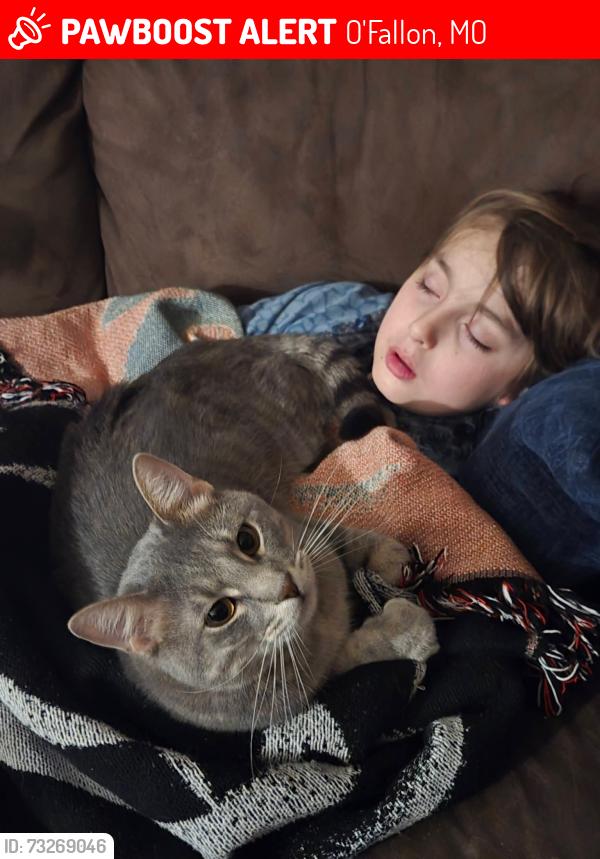 Lost Male Cat last seen Runny mead, O'Fallon, MO 63366
