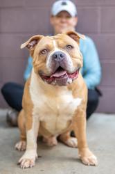 Shelter Stray Male Dog last seen Near Willivee Dr, Decatur, GA 30033, 30033, GA, 3280 Chamblee Dunwoody Rd, Chamblee, GA 30341, USA